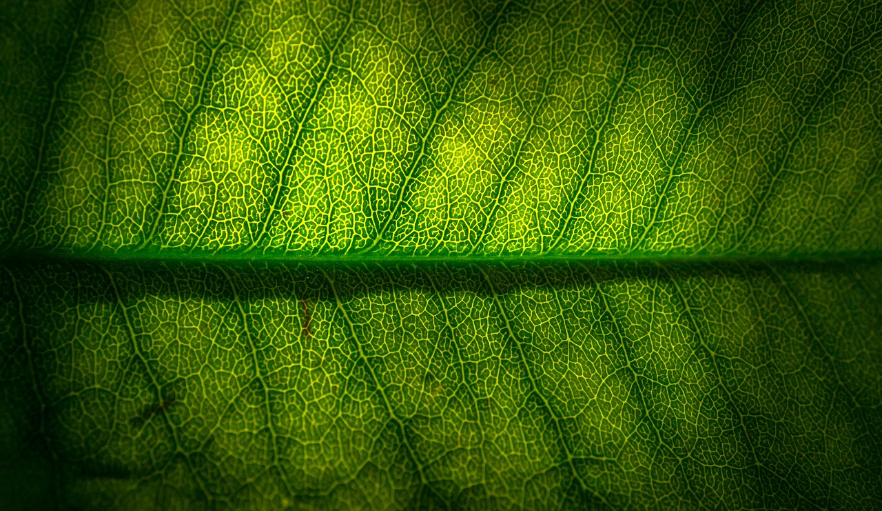 leaf-2234666_1280