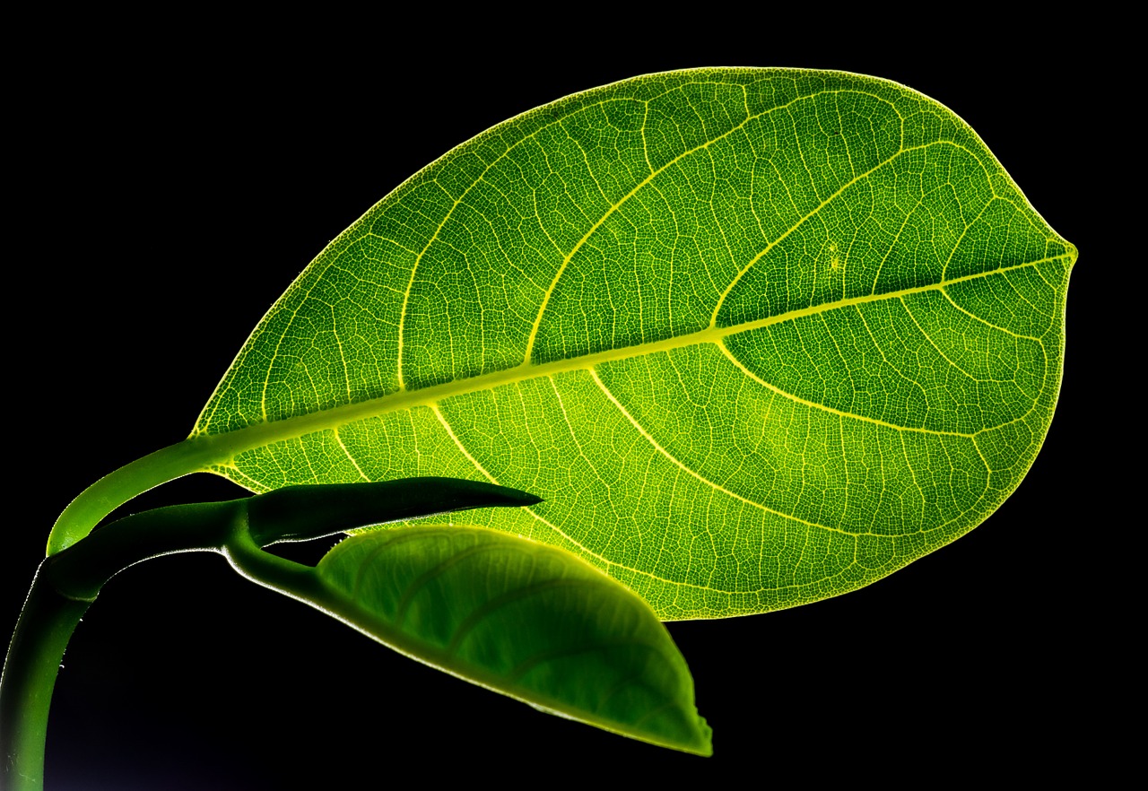 leaf-299931_1280